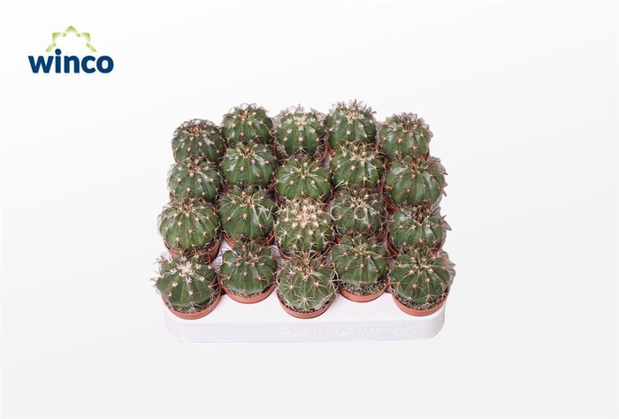 Melocactus Conoideus