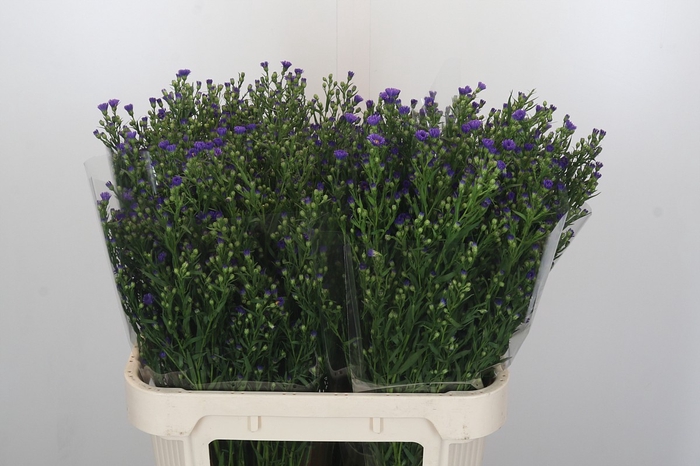 <h4>Aster Casamare</h4>