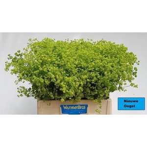 Alchemilla Robustica