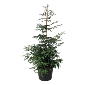 Sequoia s. 'Cantab'