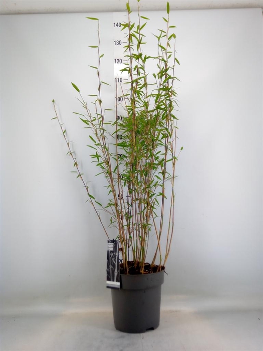 <h4>Fargesia nitida 'Volcano'</h4>