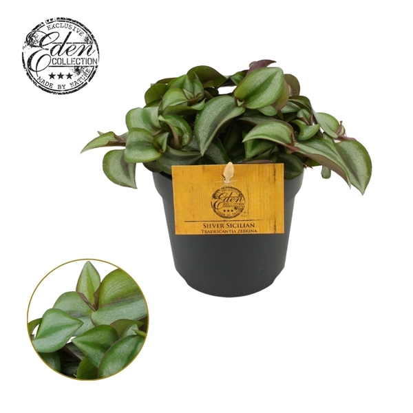 <h4>Trades. Zebrina Compacta 10,5cm</h4>
