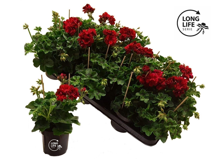 <h4>Pelargonium pelt.   ...</h4>