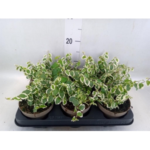 Ficus pumila 'Belle Sunny'