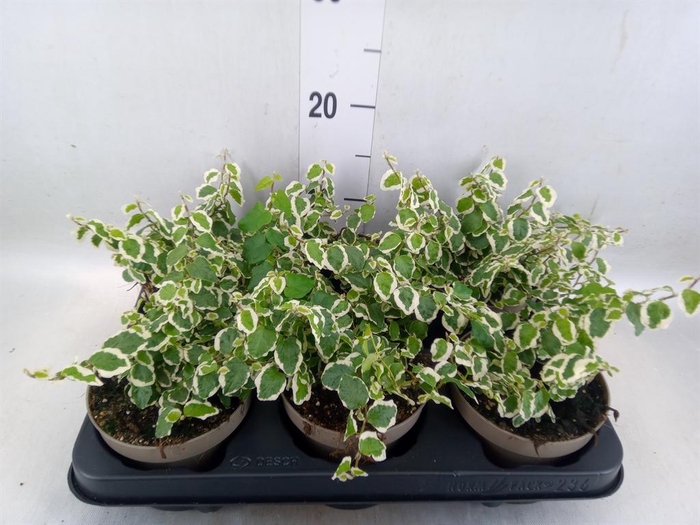 <h4>Ficus pumila 'Belle Sunny'</h4>