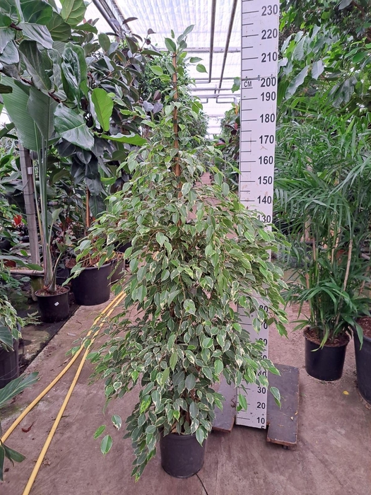<h4>Ficus Benjamina Golden King piramide 210</h4>