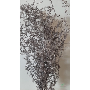 DRIED FLOWERS - ASPARAGUS 55CM CHAMPAGNE