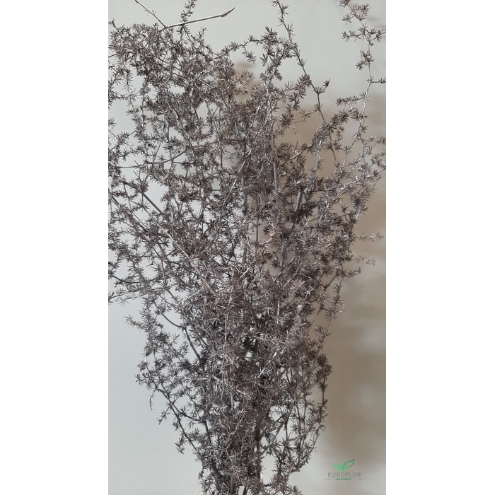 <h4>DRIED FLOWERS - ASPARAGUS 55CM CHAMPAGNE</h4>