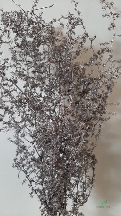 DRIED FLOWERS - ASPARAGUS 55CM CHAMPAGNE