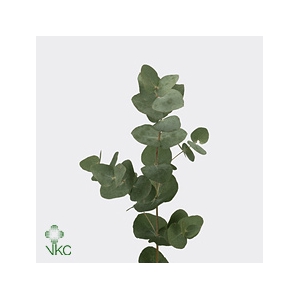 Euca Cinerea Branches