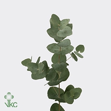 <h4>Eucalyptus cinerea</h4>