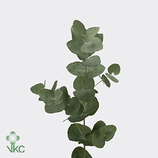 <h4>Leaf eucalyptus cinerea da vinci per bunch</h4>