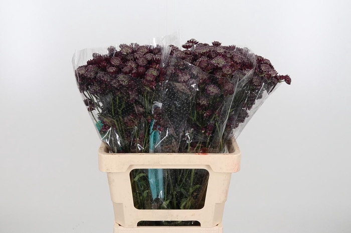 <h4>Astr Star Of Love</h4>