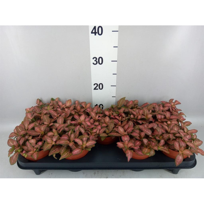 <h4>Fittonia verschaf. 'Pink Star'</h4>