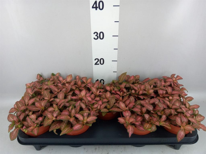 Fittonia verschaf. 'Pink Star'