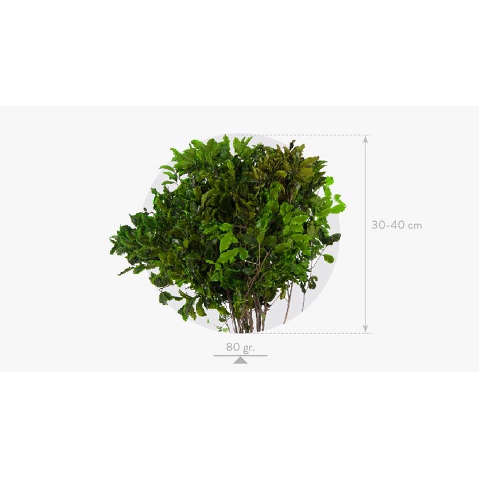 <h4>Pittosporum Green</h4>