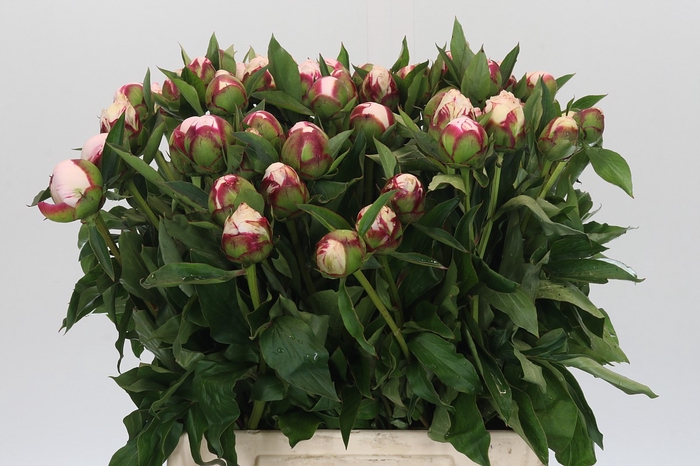 <h4>Paeonia Shirley Temple</h4>