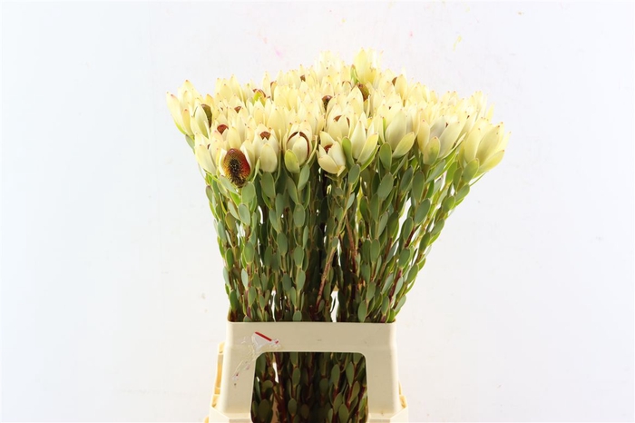 <h4>Leucad Red Pom-pom</h4>