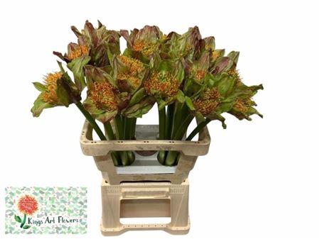 <h4>Scadoxus P Blitz</h4>