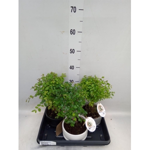 Bonsai   ...mix