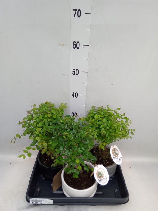 <h4>Bonsai   ...mix</h4>