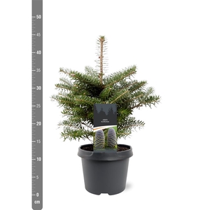 Abies koreana 25-30 C3