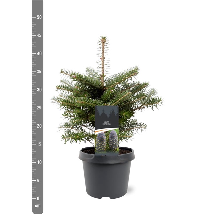 <h4>Abies koreana 25-30 C3</h4>