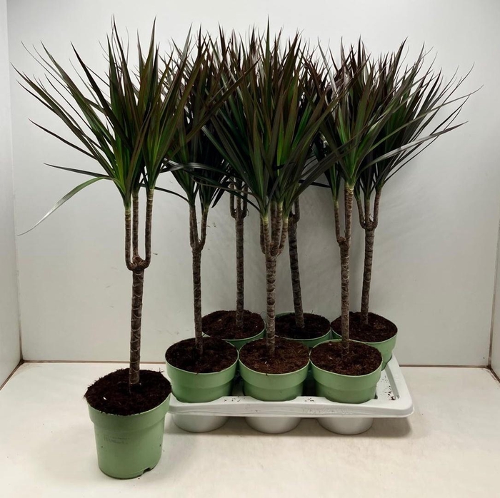 <h4>DRA MARG MAGENTA</h4>