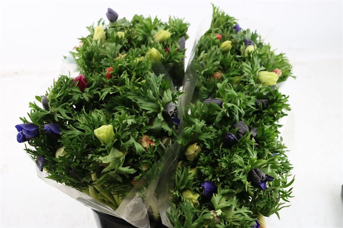 <h4>Anem Marianne Mixed</h4>