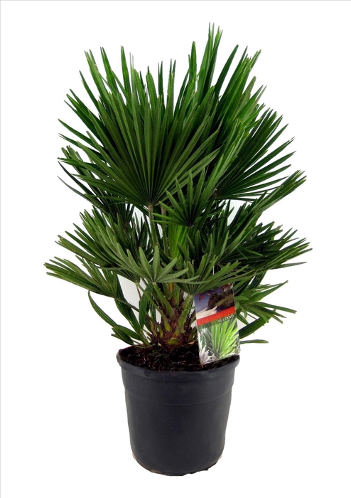 <h4>Chamaerops vulcano</h4>