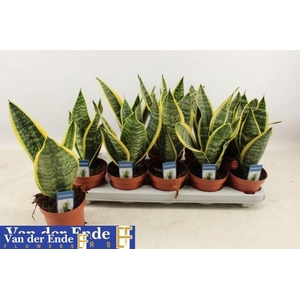 Sansevieria trif. Futura Superba