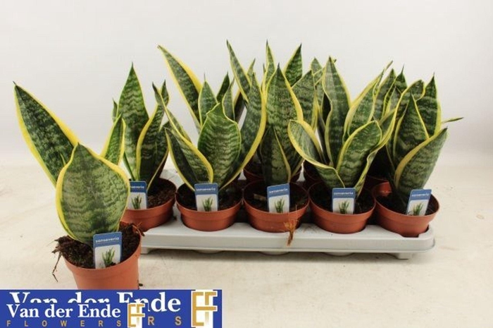 <h4>Sansevieria trif. Futura Superba</h4>