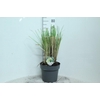 Cortaderia Selloana Pumila