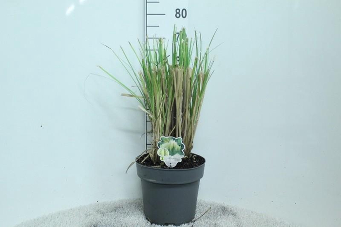 <h4>Cortaderia Selloana Pumila</h4>