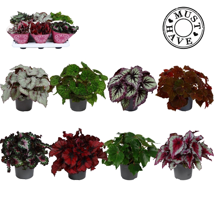 <h4>Bladbegonia Rex gemengd MUST HAVE</h4>