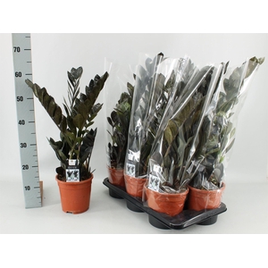 Zamioculcas zamiifolia 'Dowon'