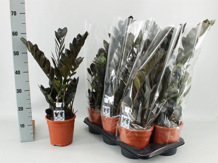 <h4>Zamioculcas zamiifolia 'Dowon'</h4>