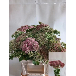 SEDUM HERBSTFREUDE