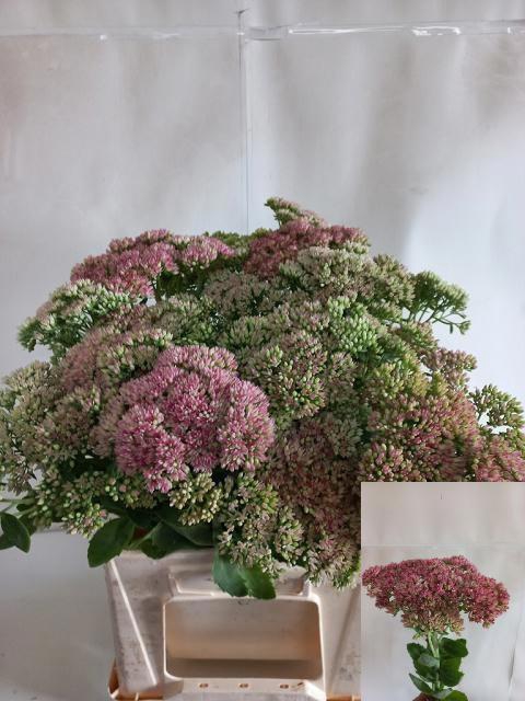 <h4>SEDUM HERBSTFREUDE</h4>