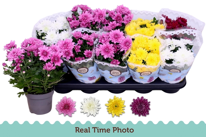 <h4>CHRYS GEVULDBL GEM</h4>