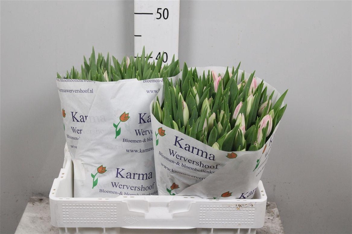 <h4>Tu En First Class</h4>