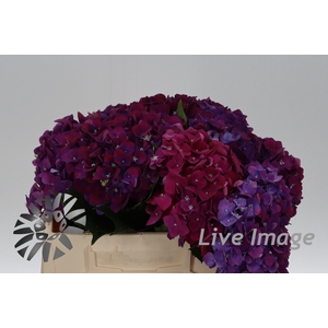Hydrangea my mon amour purple