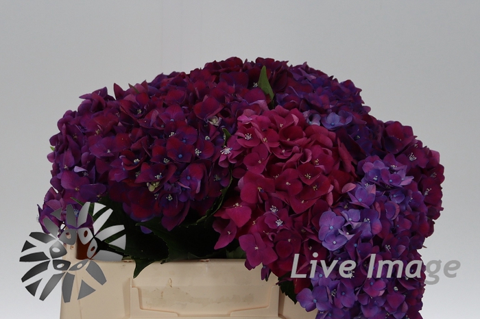 <h4>Hydrangea my mon amour purple</h4>