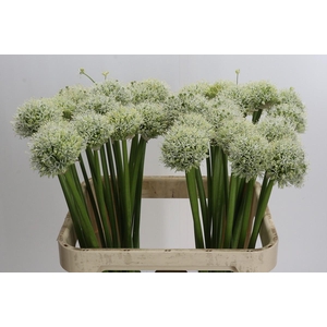 Allium White Giant