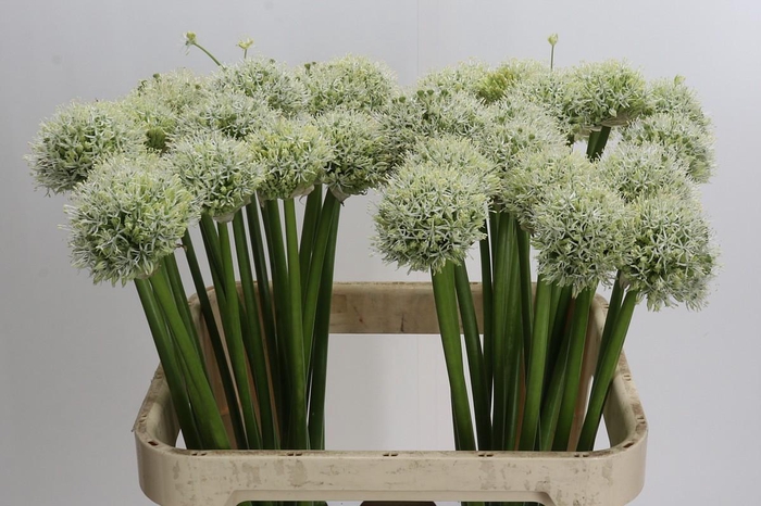 <h4>Allium White Giant</h4>