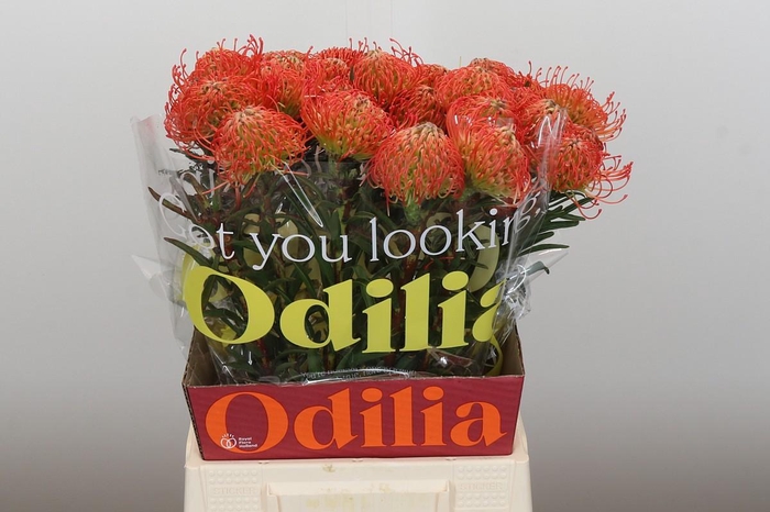 <h4>Nutans Succession</h4>