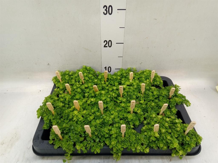 <h4>Pilea depressa</h4>