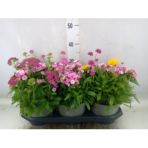 Vaste pltn   ...mix in pot [Perenni