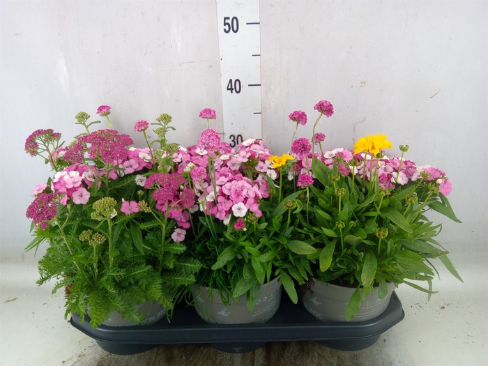 <h4>Vaste pltn   ...mix in pot [Perenni</h4>