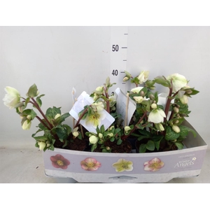 Helleborus  'Fkiss Moondance'